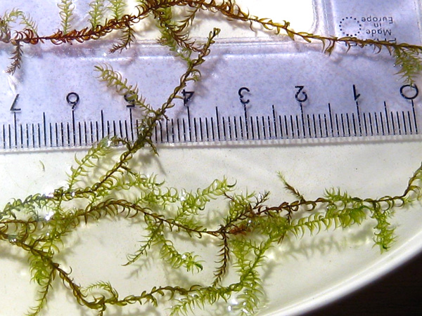 Green, thread-like, delicate moss stems stretched along a plastic ruler