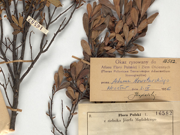 A dried branch of a shrub with small, ovate leaves, flattened on a herbarium sheet. Labels with descriptions lie next to it