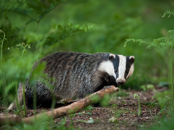 A dark brown, dog-sized animal with a striped, black and white head wanders among ferns