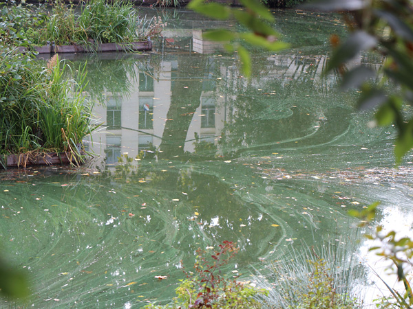 A view from between the leaves onto the pond. The green, murky water reflects a multi-story building