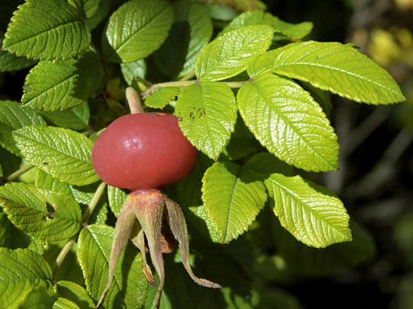 A bulging, wider than long, red fruit hangs among bright green, pinnately compound leaves that glisten in the sun