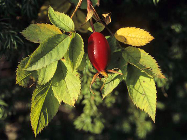 One elongated, dark red fruit, gleaming in the sun, on a branch with slightly yellowing leaves