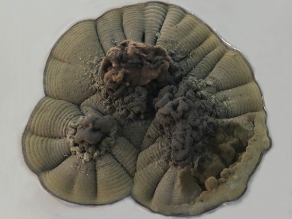 A grey structure resembling a flat volcano, with a warty centre and a concentrically slightly wrinkled edge