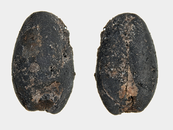 Two black, oval grains with a rough surface on a white background