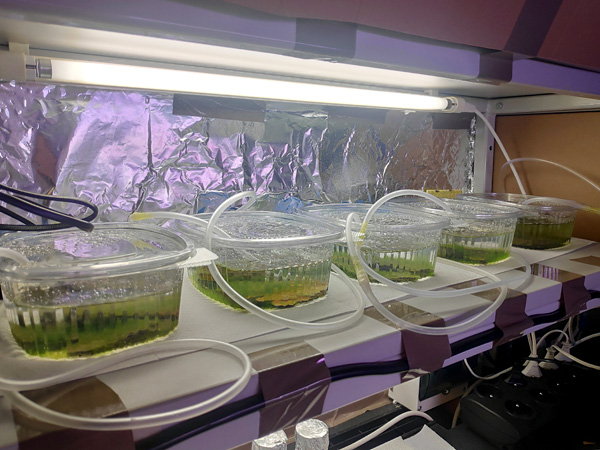 Five plastic containers with water-submerged stones covered in green algal growth on a brightly lit table