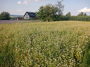 Why does buckwheat lose its flowers? Scientists on the trail of a photosensitive chemical mystery