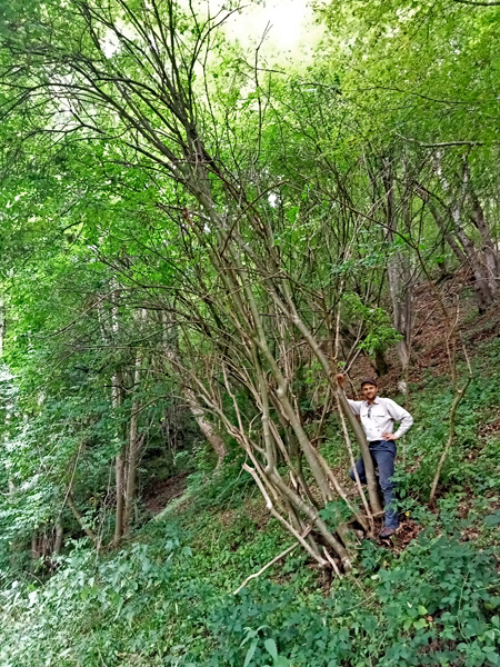 Man leans against a tall shrub on a forest slope covered with herbaceous plants and fallen leaves