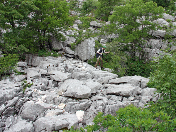 Man picks leaves from a shrub growing on a steep rocky slope covered with sparse vegetation