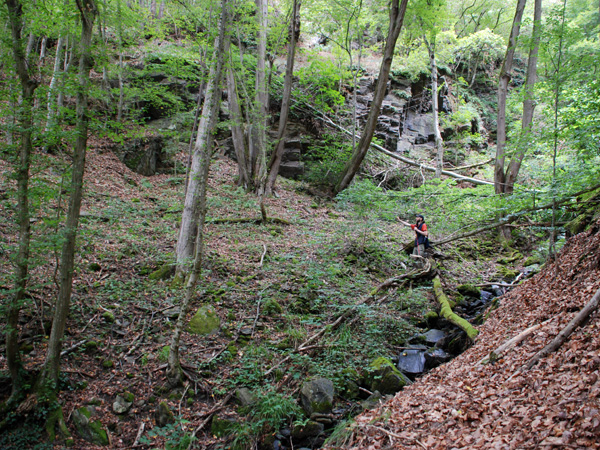 In a forest covering a steep slope, a man picks leaves from a shrub growing above a ravine with a narrow stream