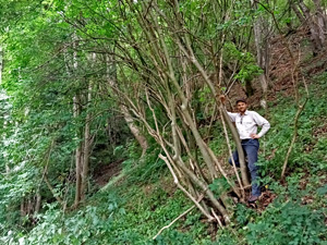 Have humans influenced the range of European bladdernut (Staphylea pinnata) in Europe?