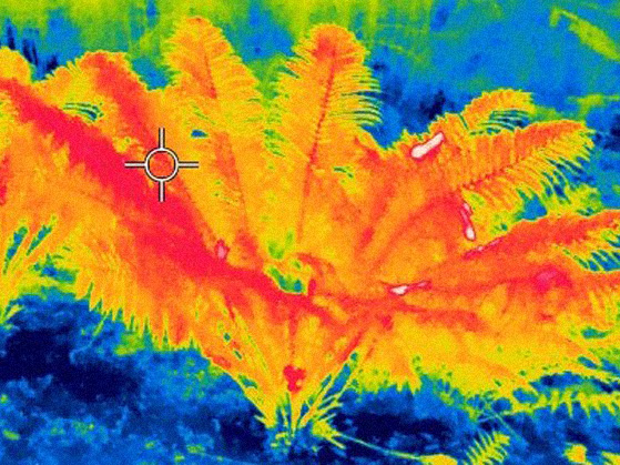 Thermal image of a fern; the red plant contrasts with the intensely blue surroundings