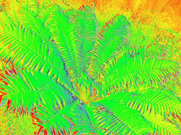 Spectral image of a fern; the green plant contrasts with the yellow-orange surroundings