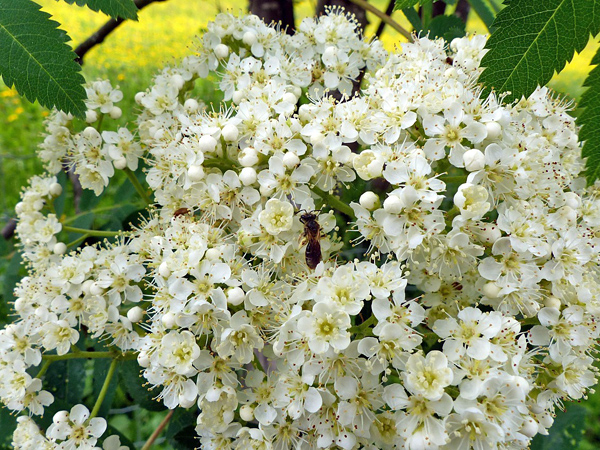 Small white rowan flowers clustered in a dense inflorescence surrounded by green leaves