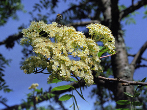 How do pollinating insects cope with mast seeding cycles in rowan? – a new publication