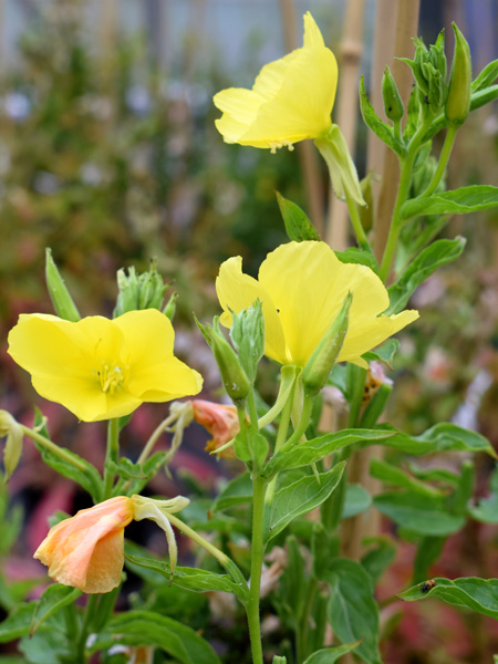 Close-up of the upper parts of shoots with large yellow flowers and narrow leaves