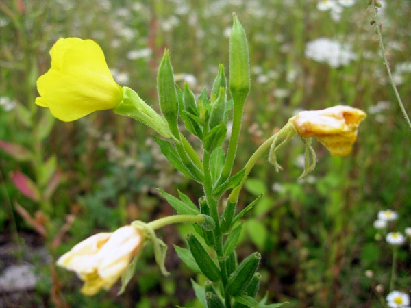 Close-up of the upper part of a shoot with large yellow flowers; herbaceous vegetation in the background