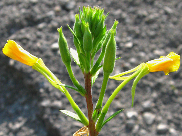 Plant shoot with two partially opened yellow flowers and green flower buds