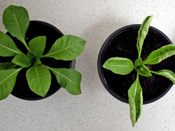 Two pots with young plants; one has broader leaves, the other narrower, slightly curled leaves