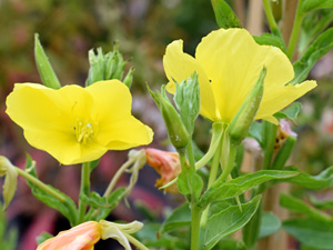 Environmental selection explains distribution patterns of closely related evening primrose species in Europe – new paper