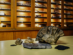 The Ministry of Science and Higher Education has recognised our efforts to document biodiversity