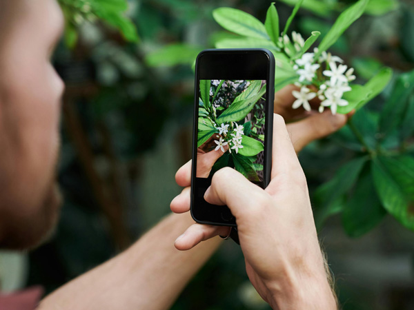 Close-up of hands photographing a blooming plant with white flowers and green leaves using a phone