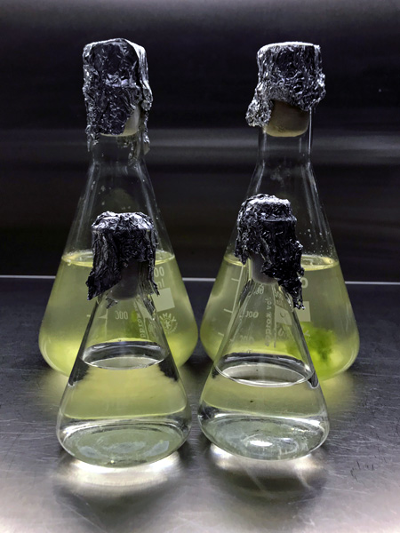 Two glass flasks with greenish liquid and two smaller ones with clear liquid; all sealed with aluminium foil