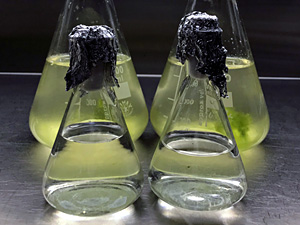 Innovative technology for the production of bioactive algal extracts – new patent