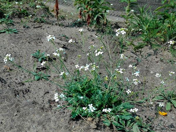 A small plant with a dense leaf rosette and long stems bearing white inflorescences, growing on grey sandy soil
