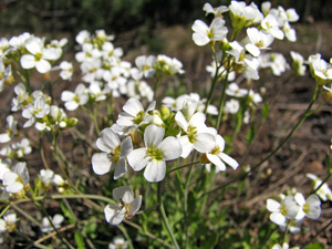 Plants selectively recruit microorganisms that support their adaptation to the environment – a new publication
