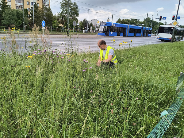 A man wearing a high-visibility vest kneels among tall grasses and forbs; a busy street is visible in the background
