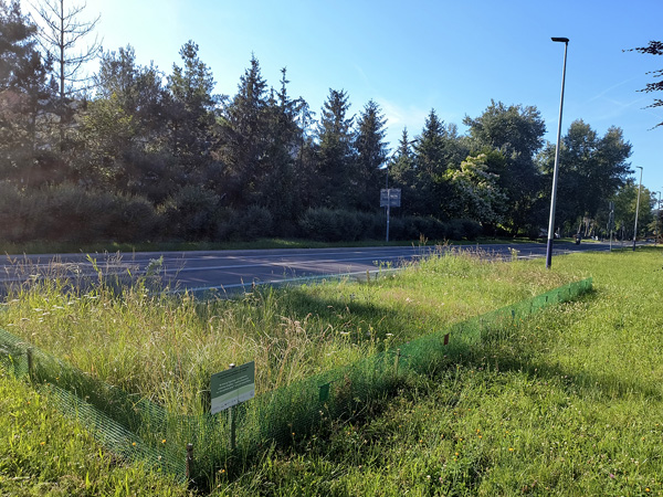 Roadside lawn with a fenced study plot; patches of vegetation of different heights are visible inside