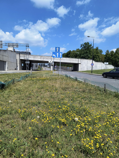 Low roadside lawn dotted with yellow flowers; a road and an overpass in the background