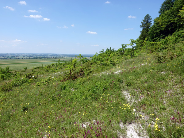 A gentle slope covered with grassland and low shrubs; forest on the upper part of the slope and farmland in the distance