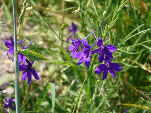Close-up of purple flowers with large petals hanging from thin, branching stems