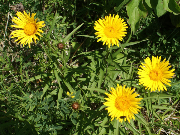 Close-up of four yellow flower heads resembling sunflower heads among green vegetation
