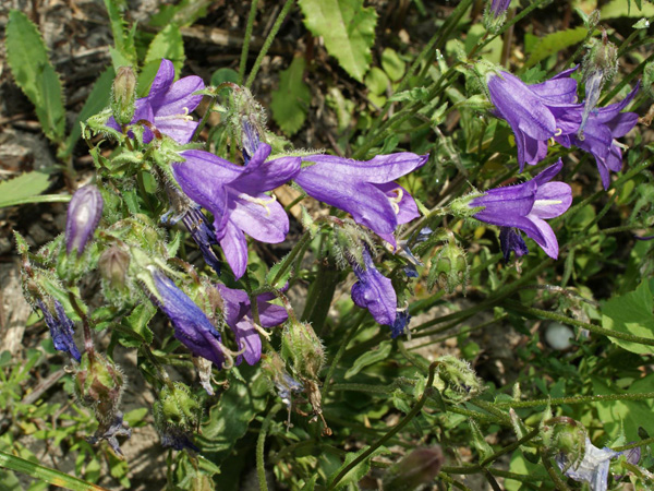 Close-up of numerous purple, bell-shaped flowers borne on hairy, branching stems
