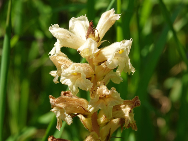 Close-up of a cluster of creamy-white flowers against a blurred background of green vegetation