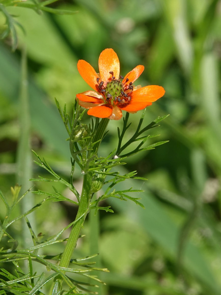 Close-up of a single orange flower with several broad petals and a dark centre, surrounded by finely divided leaves