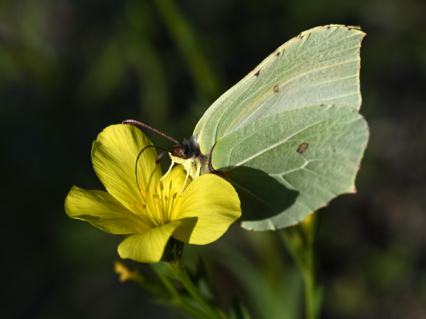 A butterfly with greenish wings rests on a yellow flower against a blurred background of dark vegetation