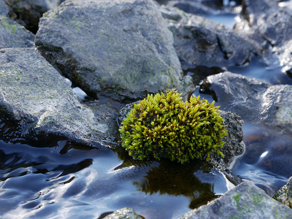 The water of a stream flowing among the stones. On one of the stones grows a small, spherical tuft of moss