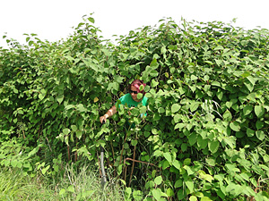 Ecosystem changes driven by Reynoutria japonica invasion: linking quantity and chemical quality of plant biomass to soil properties