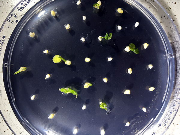 Top view of a glass dish with off-white seeds set against a black background. Some of the seeds germinate