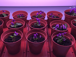 How does sweet violet (Viola odorata L.) fight pathogens and pests – are cyclotides a type of plant immune system?