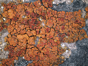 The use of integrative taxonomy methods in the delimitation of lichen species on the example of the critical genus Wetmoreana (Teloschistaceae, lichenized fungi)
