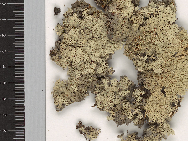 Close-up of a dried leafy lichen lying on a white sheet of paper. A black centimeter scale lies next to it