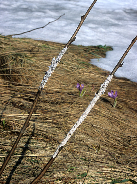 Two branches of a shrub against a background of brown grass and snow. They are partially covered with a white, lumpy coating