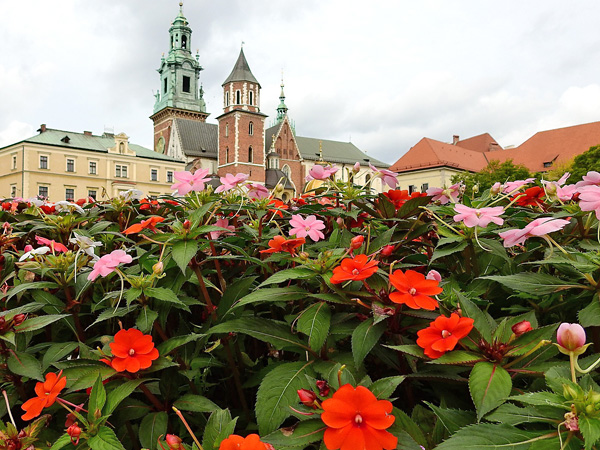 A red and pink flowering plant against the backdrop of the Wawel Cathedral in Krakow