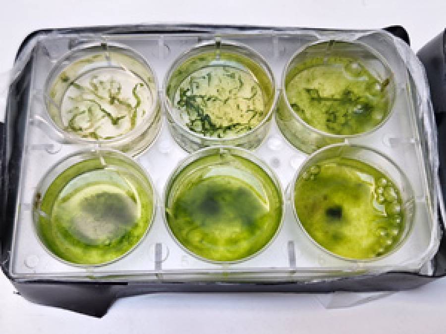 Modulacja bioenergetyki roślin i glonów z wykorzystaniem materiałów fotonicznych na bazie perowskitów i tlenków metali w kontekście transformacji społeczno-gospodarczo-ekologicznej